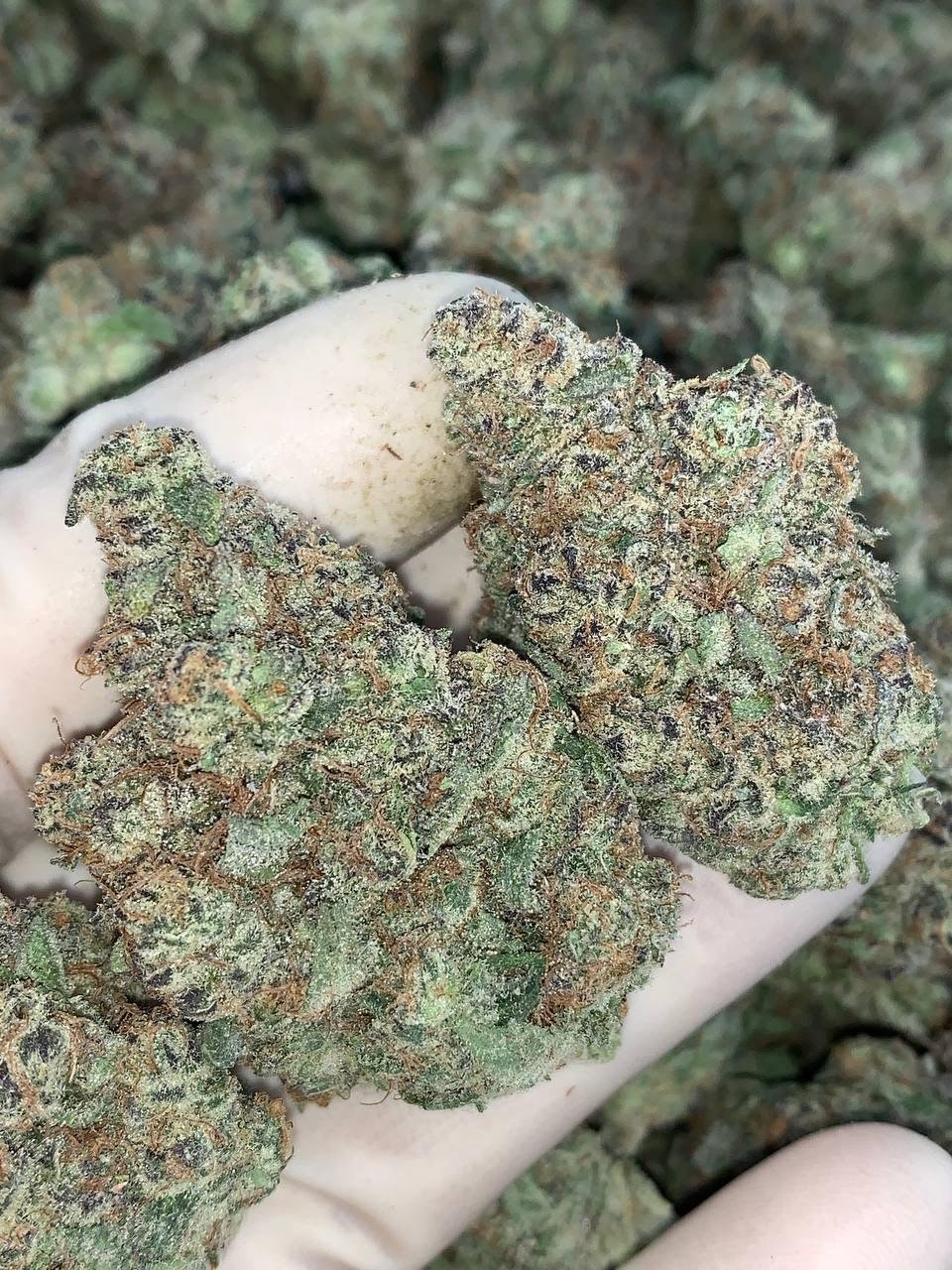 Strawberry Cough