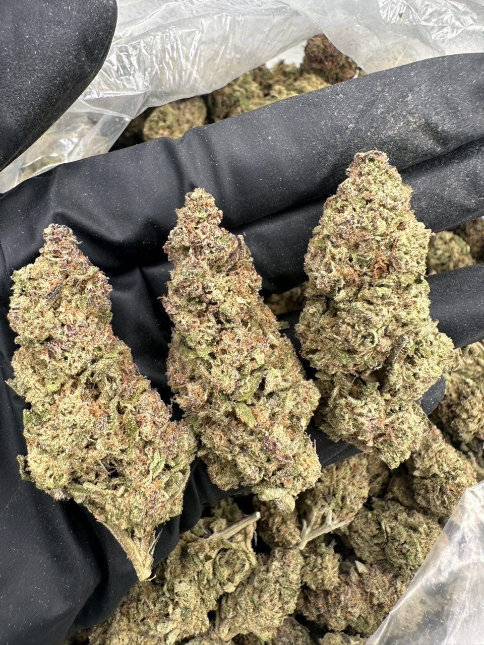 Afghan Sativa