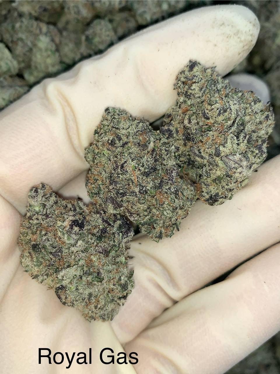 Royal Gas